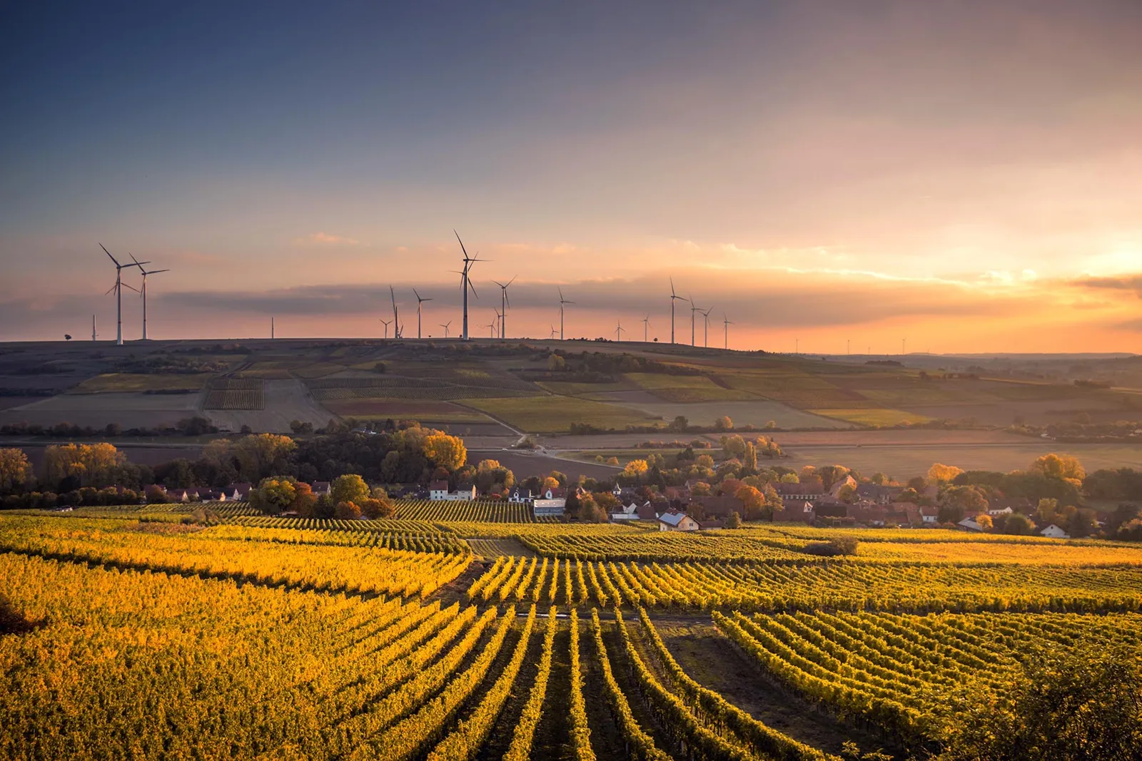 Vineyard and wind turbines at sunset